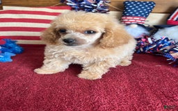 Toy Poodle dogs for sale: Carmella - Image 4