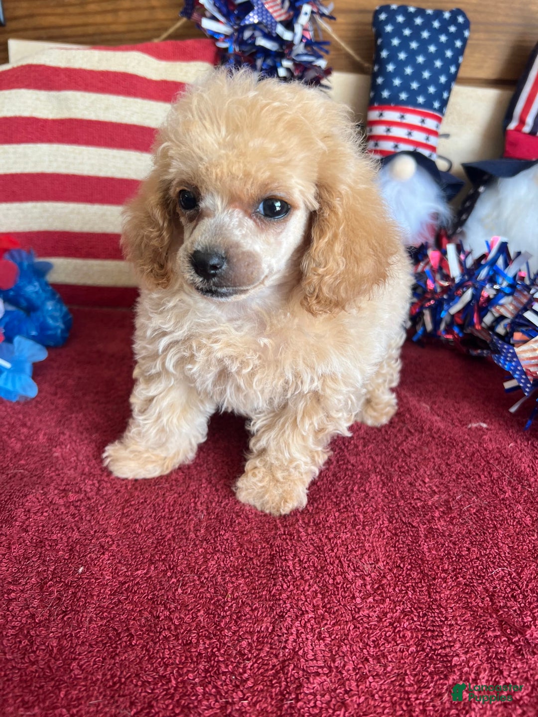 Toy Poodle dogs for sale: Carmella - Image 4