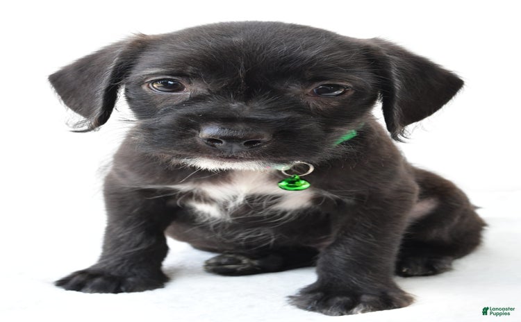 Boston Terrier dogs for sale - Ad 4