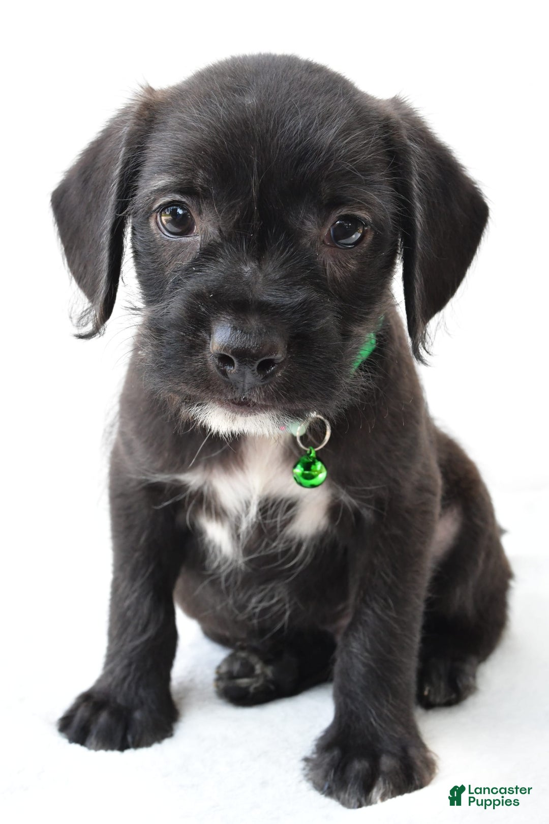 Boston Terrier dogs for sale: Marty - Image 1