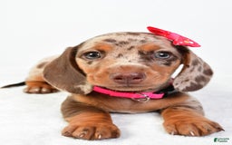 Miniature Dachshund dogs for sale: Sophia - Image 5