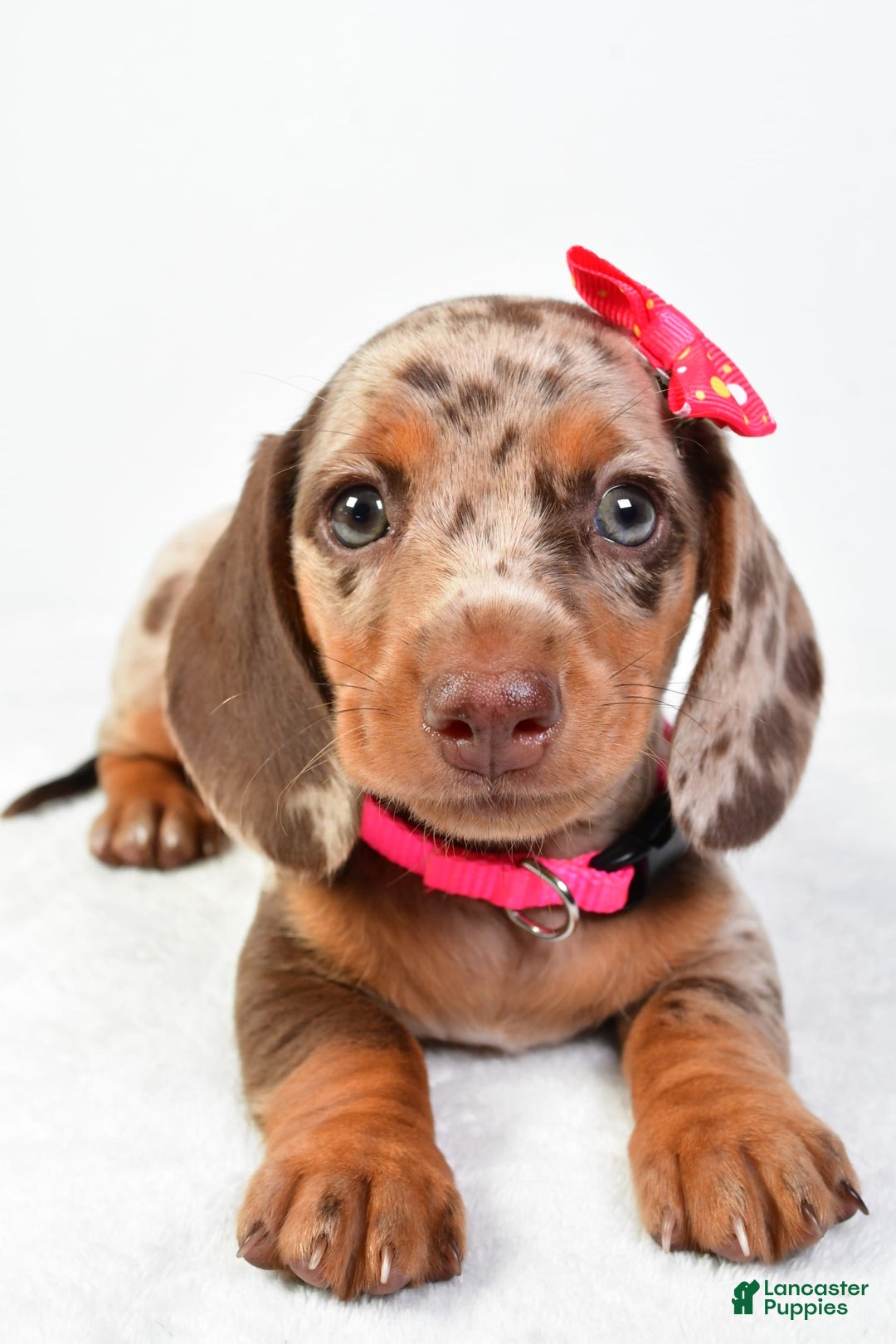 Miniature Dachshund dogs for sale: Sophia - Image 5
