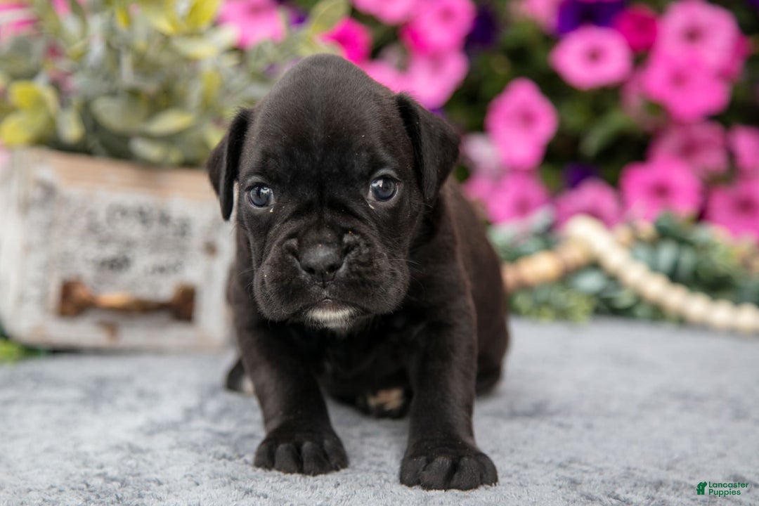 Boxer dogs for sale: Shadow - Image 4