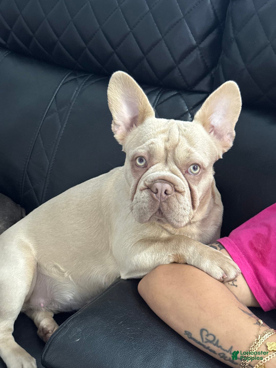 French Bulldog dogs for sale: Max - Image 3