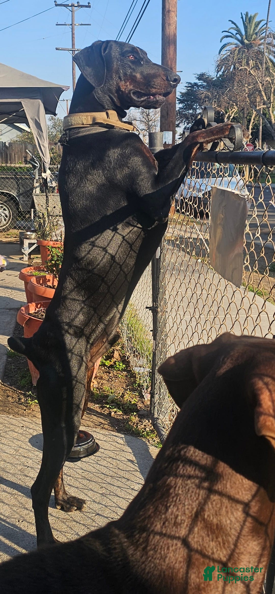 Doberman Pinscher dogs for sale: Melanistic 1 - Image 3