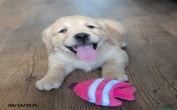 Golden Retriever dogs for sale: Millie - Image 2
