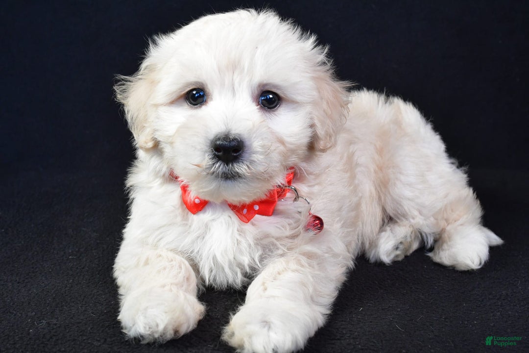 Maltipoo dogs for sale: Bruno - Image 3