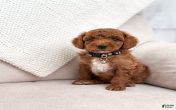Mini Goldendoodle dogs for sale: Tide - Image 2