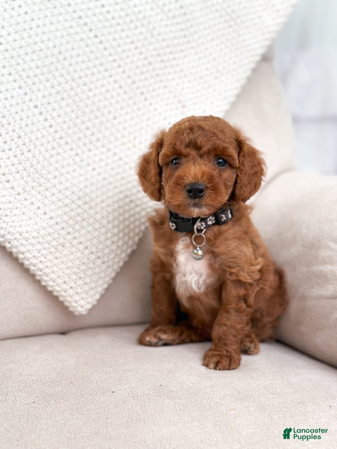 Mini Goldendoodle dogs for sale: Tide - Image 2