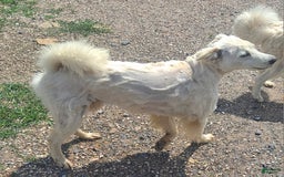 American Eskimo dogs for sale: Layla - Image 5