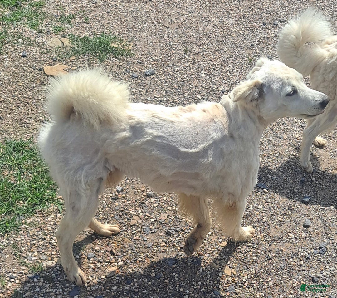 American Eskimo dogs for sale: Layla - Image 5