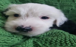 Old English Sheepdog dogs for sale: BODHISATTVA - Image 5