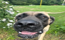 English Mastiff dogs for sale: Pinky - Image 9