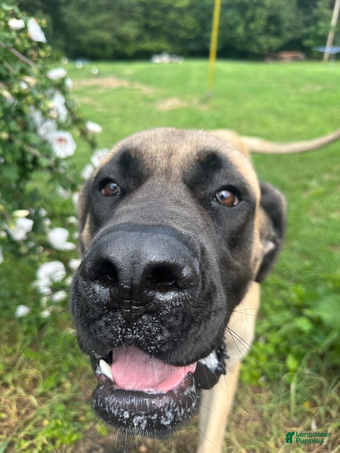 English Mastiff dogs for sale: Pinky - Image 9