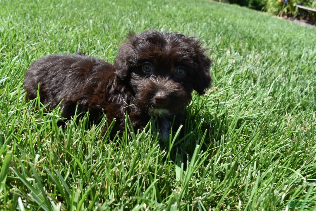 Havapoo dogs for sale: Annie - Image 14