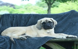 English Mastiff dogs for sale: Molly - Image 8