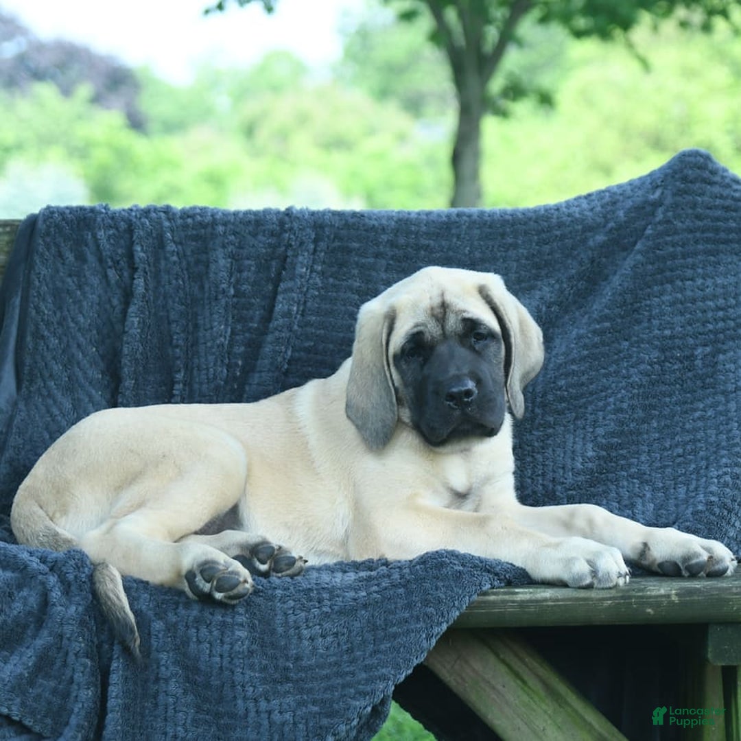 English Mastiff dogs for sale: Molly - Image 8