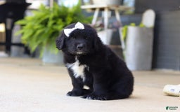 Newfoundland dogs for sale: Sasha - Image 1