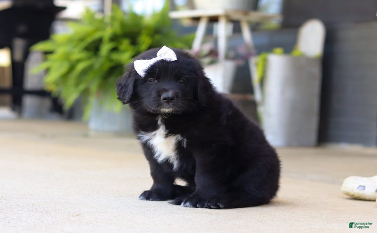 Newfoundland dogs for sale - Ad 3