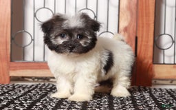 Havanese dogs for sale: Tilly - Image 2