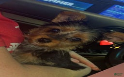 Yorkshire Terrier dogs for sale: Max - Image 2