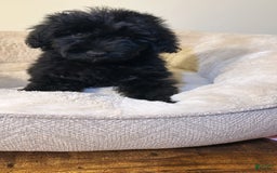 Yorkiepoo dogs for sale: Simba - Image 3