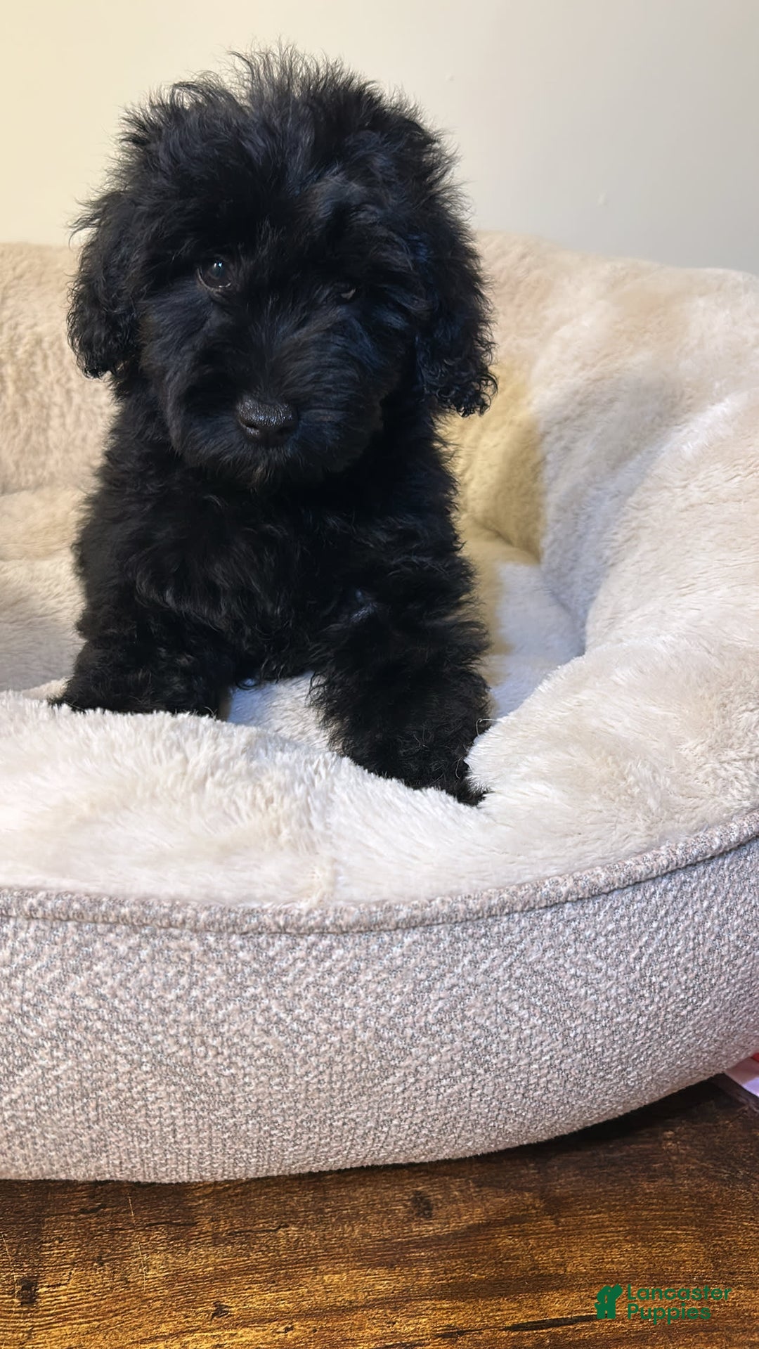 Yorkiepoo dogs for sale: Simba - Image 3