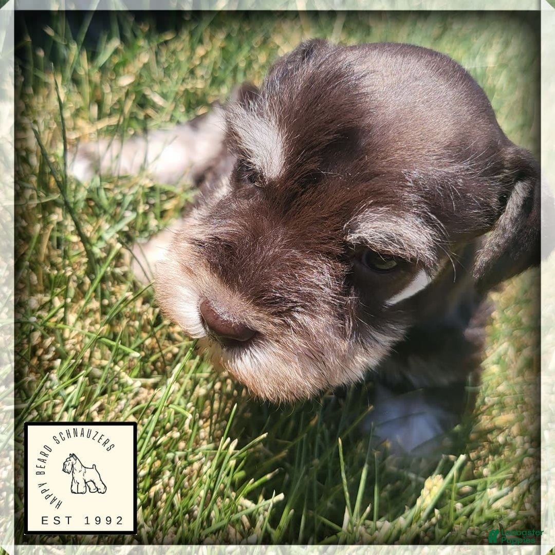 Miniature Schnauzer dogs for sale: Jack - Image 5