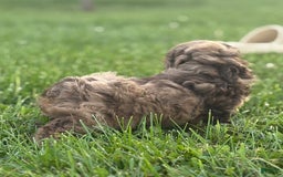 Aussiedoodle dogs for sale: Reagan - Image 5