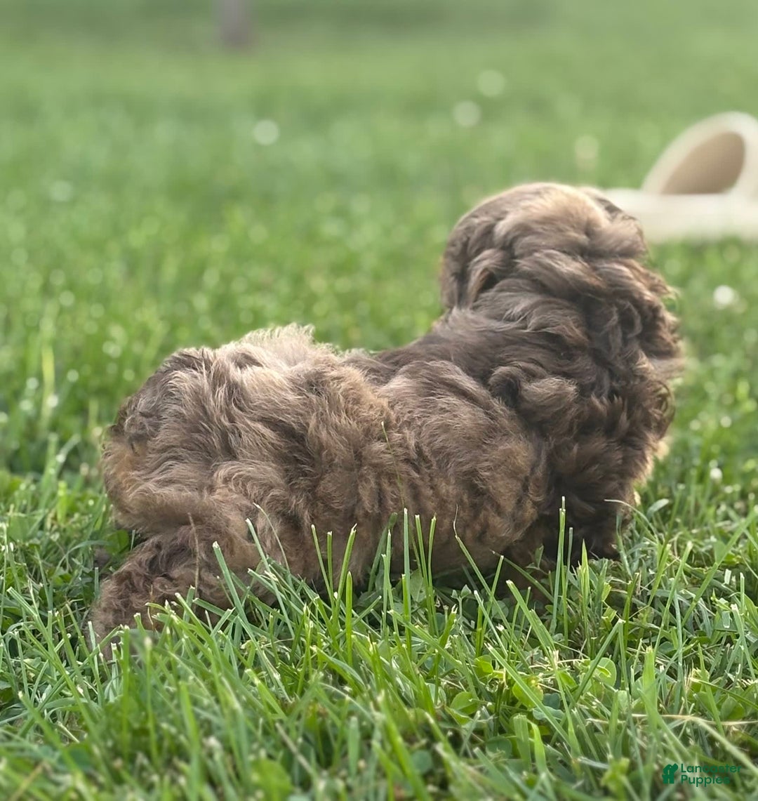 Aussiedoodle dogs for sale: Reagan - Image 5