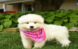 Samoyed dogs for sale: Lavendar - Image 1