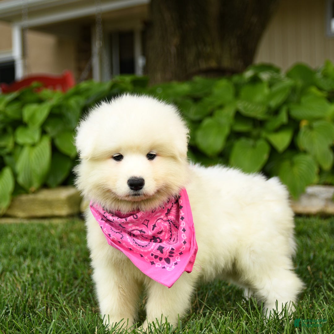Samoyed dogs for sale: Lavendar - Image 1