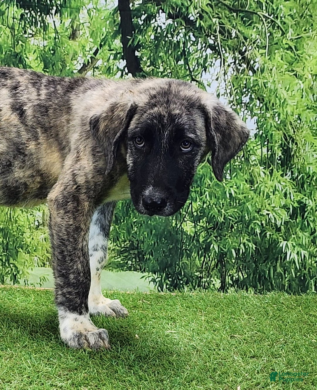 Anatolian Shepherd dogs for sale: Akc Dusty 2025 Male 3 - Image 14