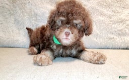 Maltipoo dogs for sale: Coconut - Image 9