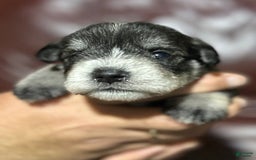 Miniature Schnauzer dogs for sale: Bernie - Image 14