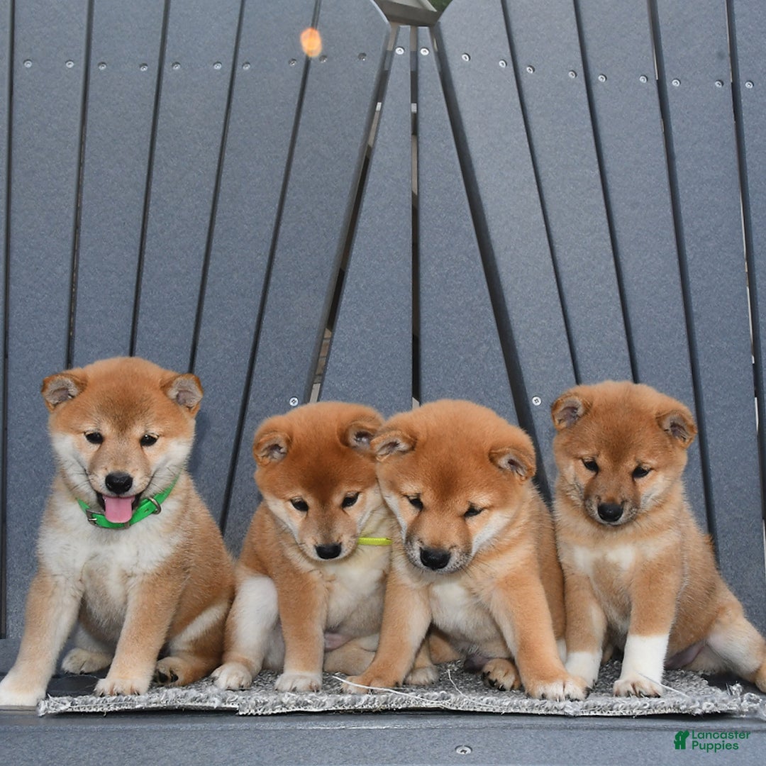 Shiba Inu dogs for sale: Shelley - Image 5