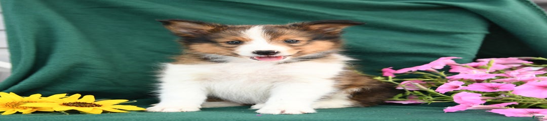 Benny