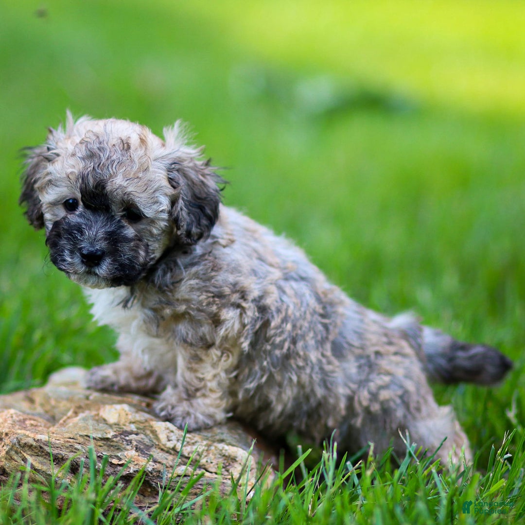 Miniature Poodle dogs for sale: Roscoe - Image 2