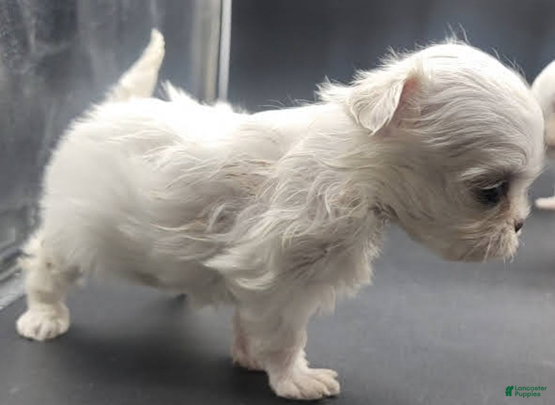 Maltese dogs for sale: Casper - Image 6