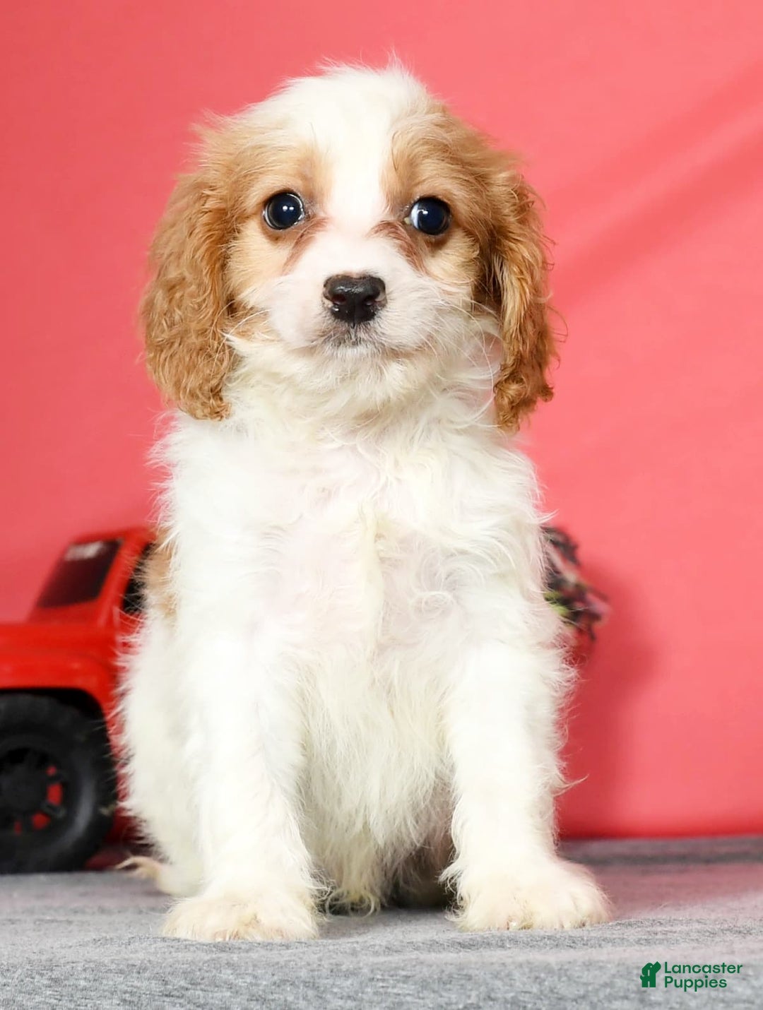 Cavapoo dogs for sale: Joey - Image 1