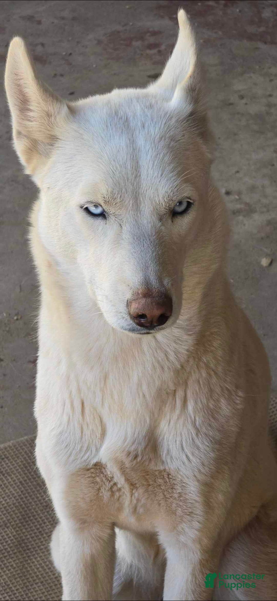 Gerberian Shepsky dogs for sale: Girl 1 - Image 2