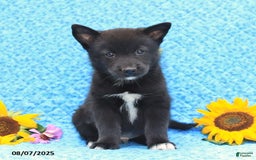 Pomsky dogs for sale: Milo - Image 3