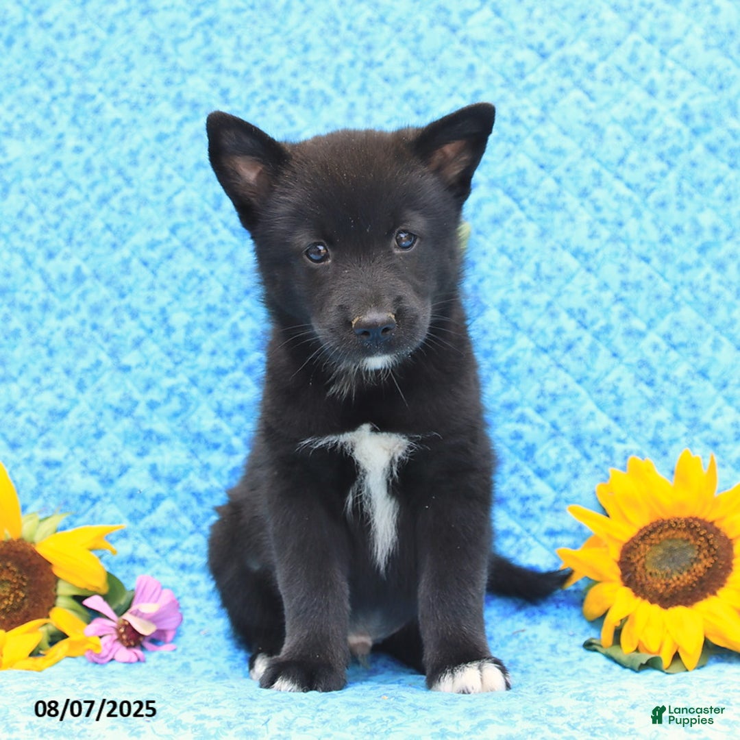 Pomsky dogs for sale: Milo - Image 3