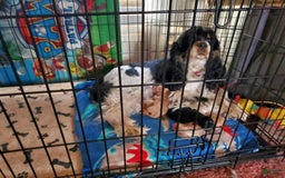 Cocker Spaniel dogs for sale: Reece - Image 2
