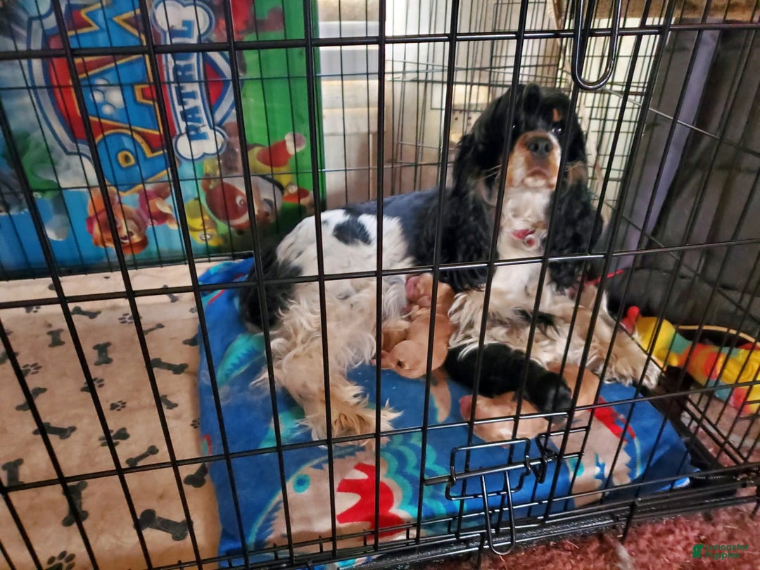 Cocker Spaniel dogs for sale: Reece - Image 2