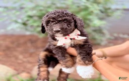 Bernedoodle dogs for sale: Justice - Image 1