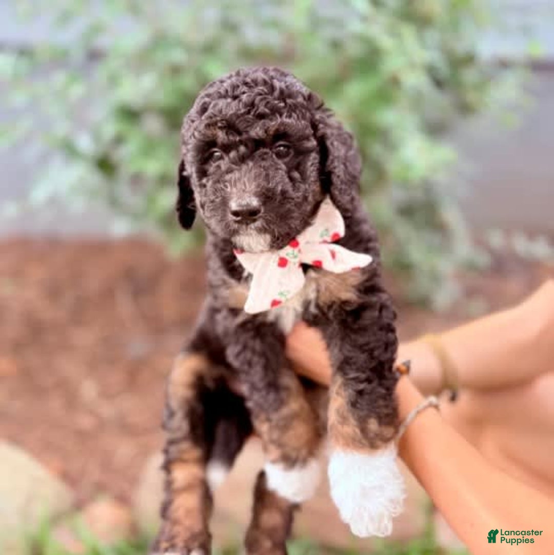 Bernedoodle dogs for sale: Justice - Image 1