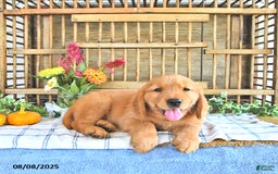 Golden Retriever dogs for sale: Golden Retriever 11 puppies - Image 45