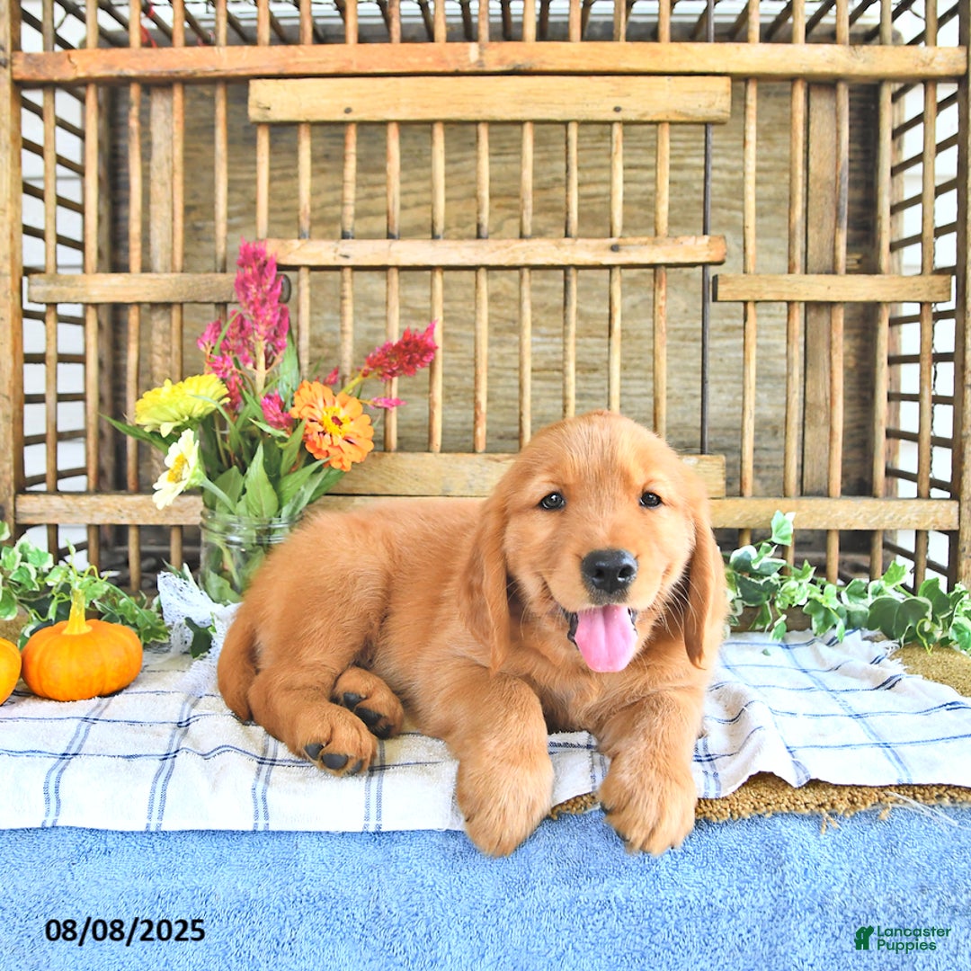 Golden Retriever dogs for sale: Golden Retriever 11 puppies - Image 45