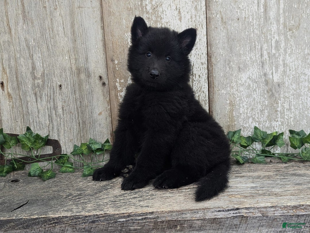 categoriesInfo:categoryAttributeOptions.pets.dogs.breed.belgianGroenendael dogs for sale: Onyx - Image 5